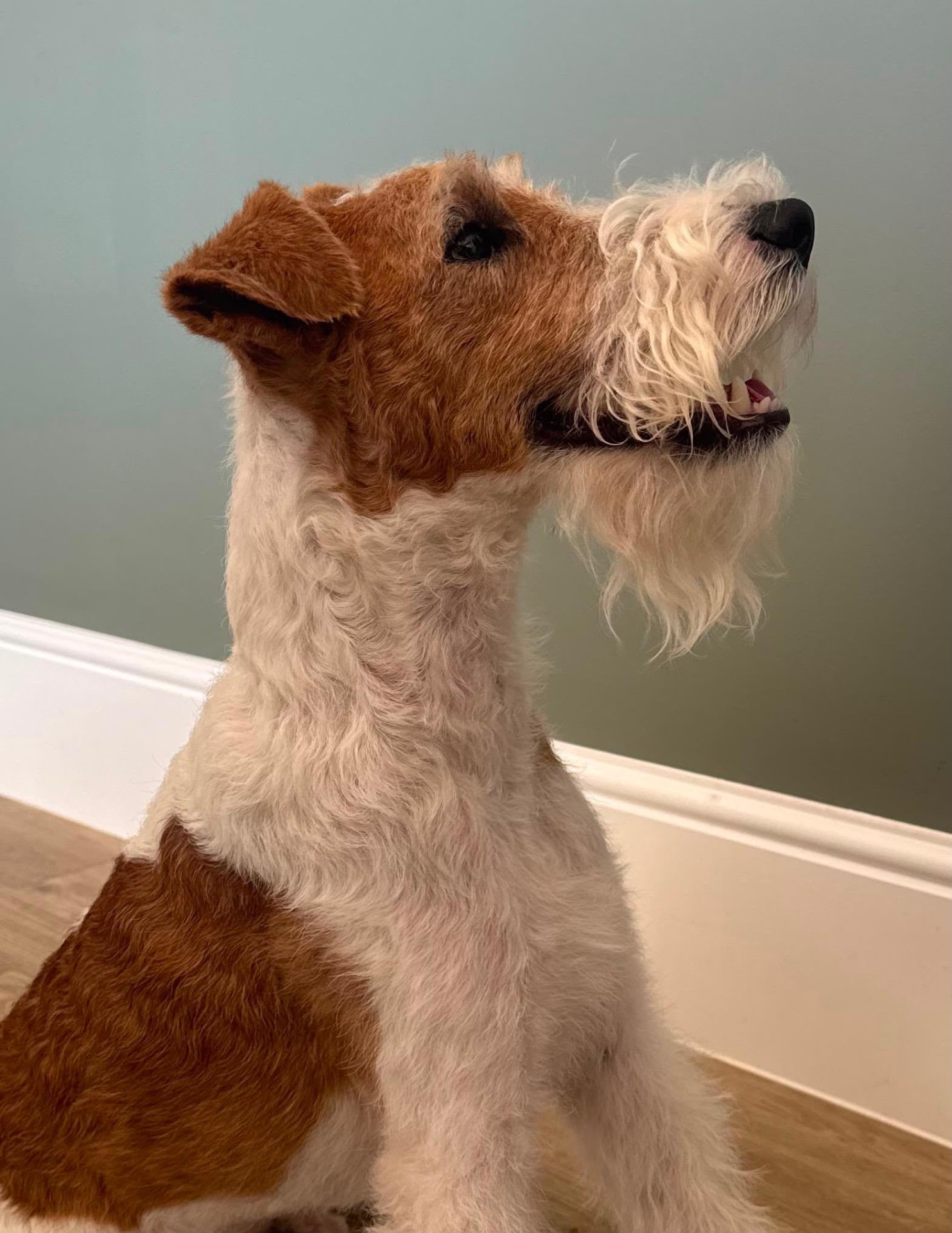 The distinctive profile of a Wire Haired Fox Terrier