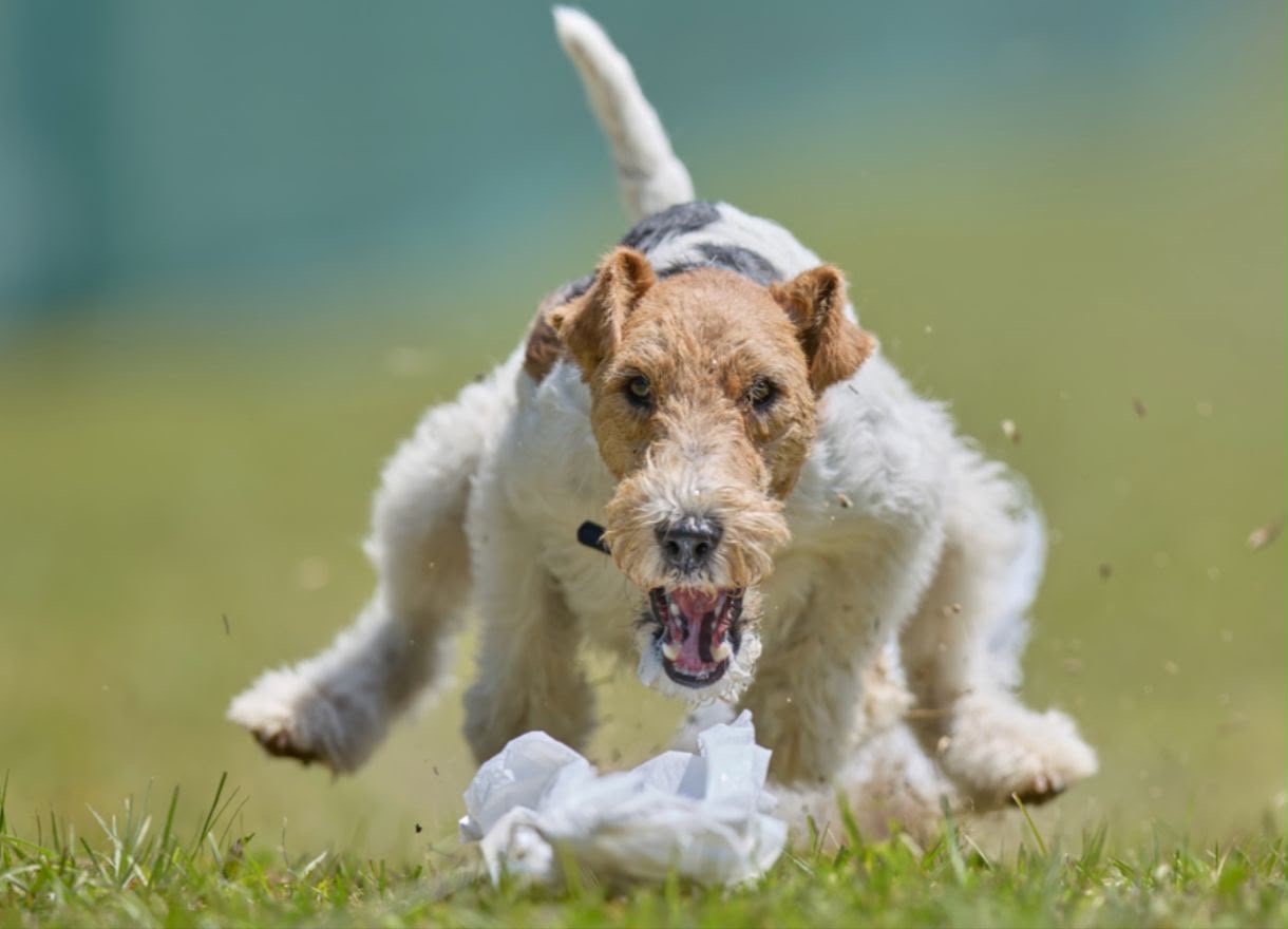 A Wire Haired Fox Terrier chasing a lure across the grass