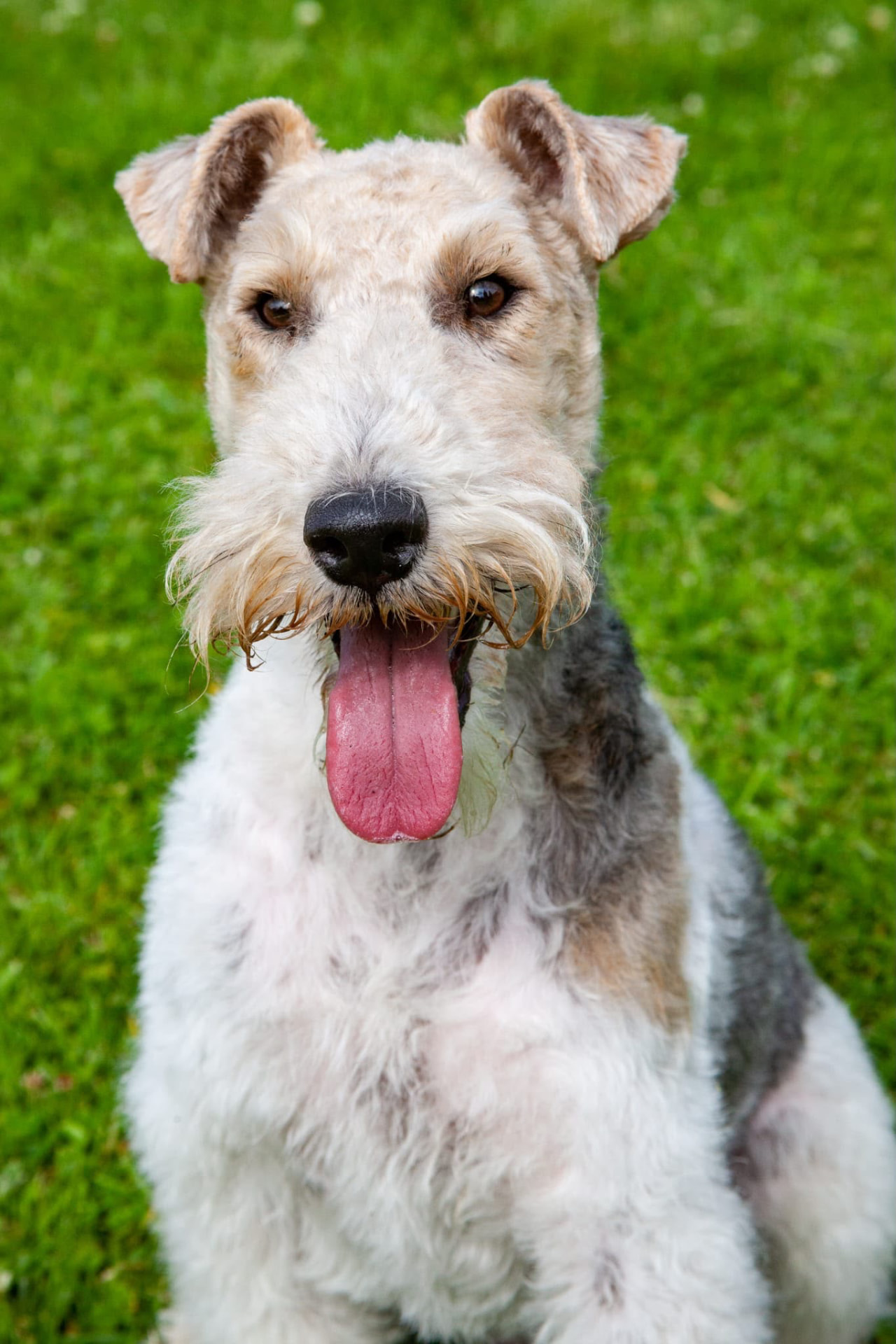 A bright-eyed Wire Haired Fox Terrier in the garden