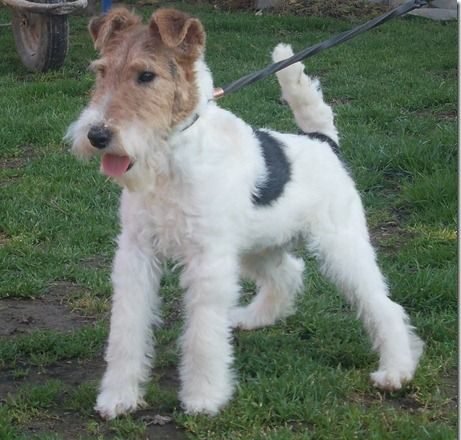 Delwires Family - The Best Wire Haired Fox Terrier Breeders.