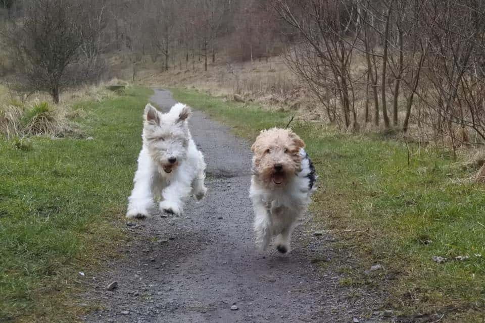 Bounding Wire Haired Fox Terriers