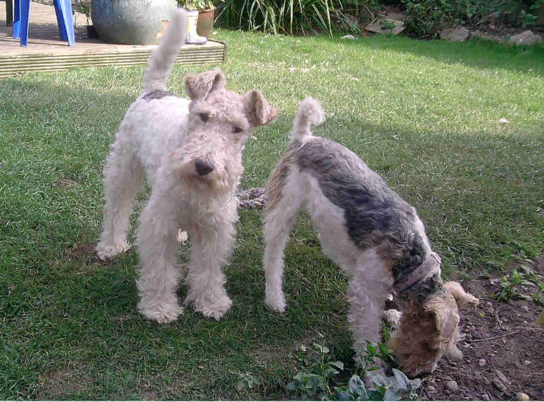 Breeding your fox terrier bitch - DELWires