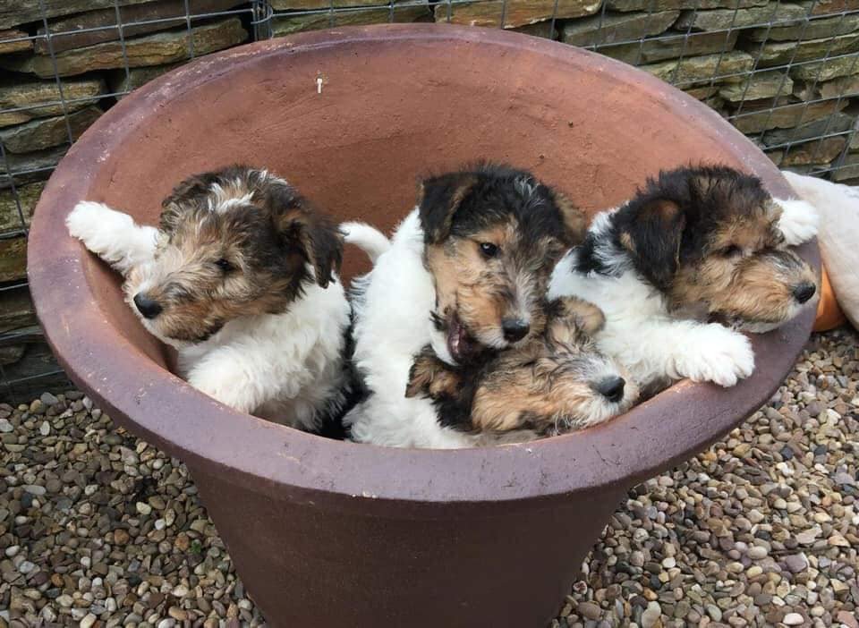 Delwires Puppies