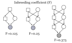 Inbred Coefficient